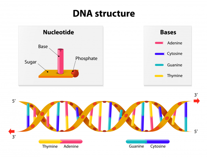 The structure of DNA